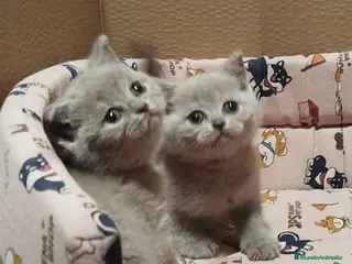 Británico de Pelo Corto gatos British Shorthair - Anuncio 2