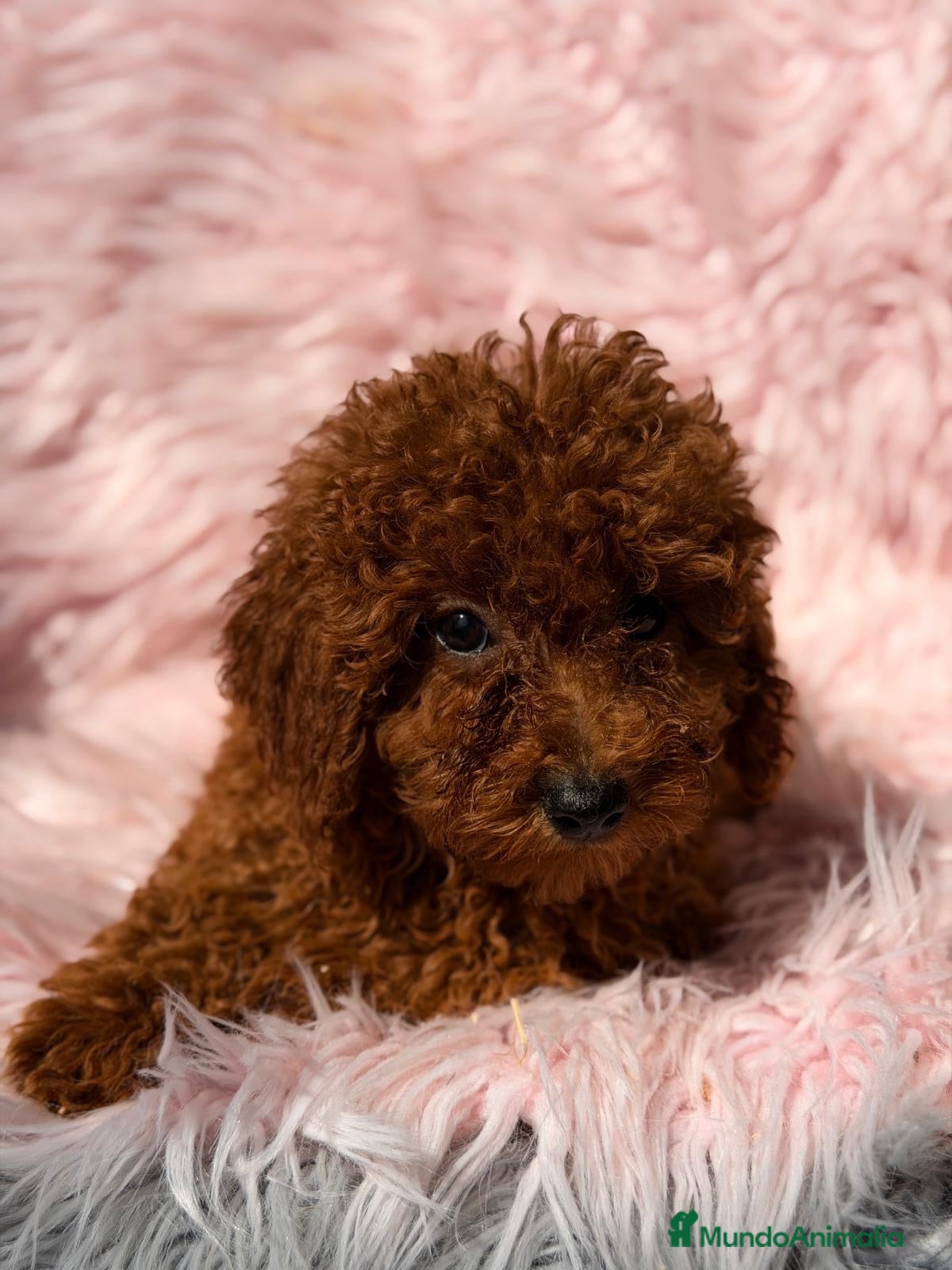 Caniche Mediano perros Caniche hembra roja  - Anuncio 3