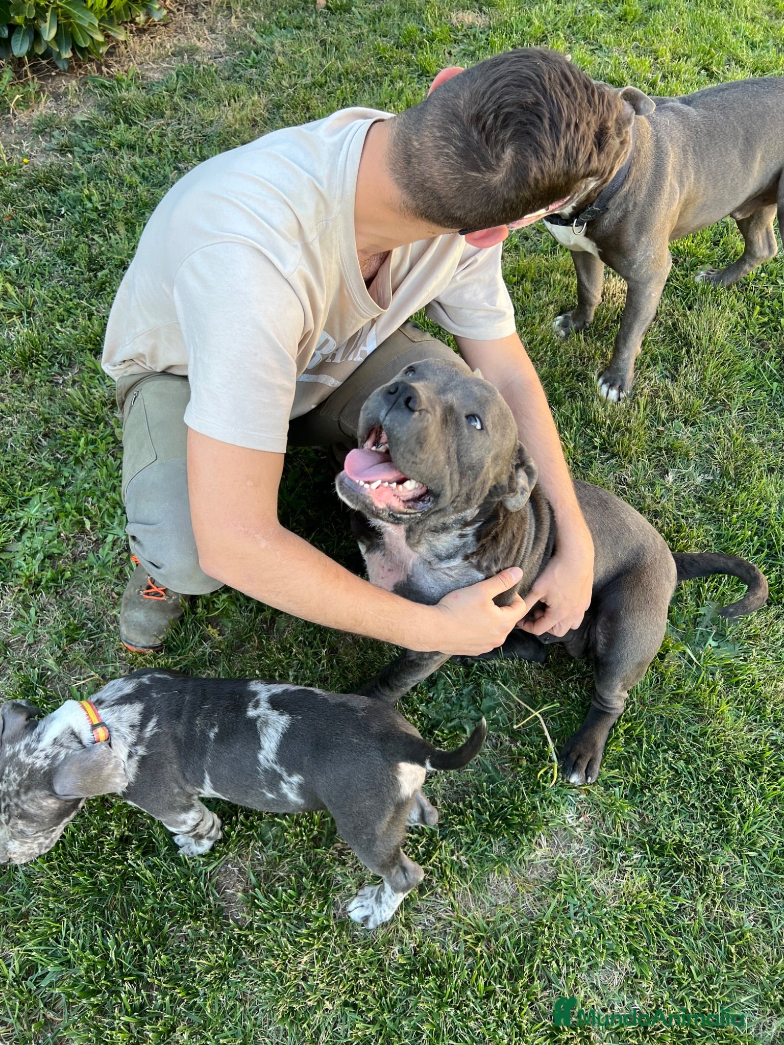 American Pit Bull Terrier perros Pitbull blue, Merle, lilac - Anuncio 1