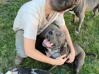 American Pit Bull Terrier perros en venta: Pitbull blue, Merle, lilac - Anuncio 1