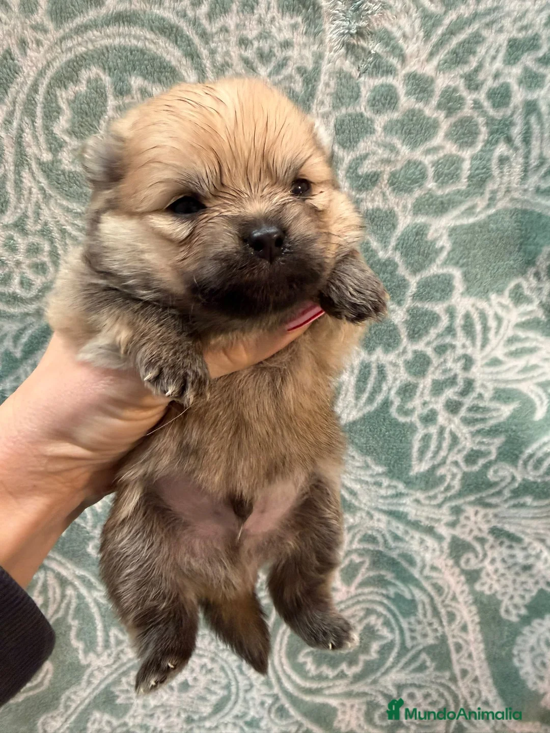 Pomerania perros en venta: POMERANIA - Anuncio 3