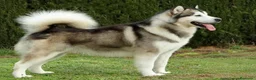 Alaskan Malamute perros en venta: Alaskan Malamute - Anuncio 6