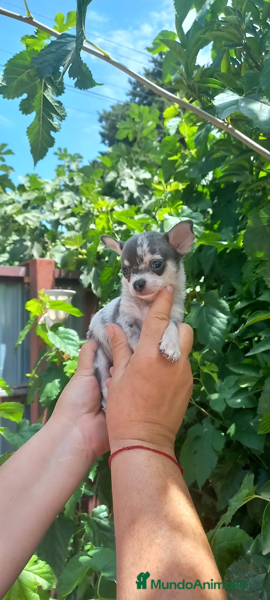 Chihuahua perros chihuahua trimerle lilacchoco ojos azules - Anuncio 5