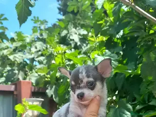 Chihuahua perros chihuahua trimerle lilacchoco ojos azules - Anuncio 5