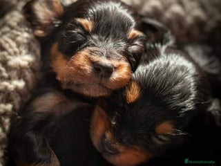 Yorkshire Terrier perros en A Coruña - Anuncio 2
