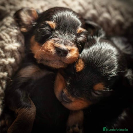 Yorkshire Terrier perros en A Coruña - Anuncio 2
