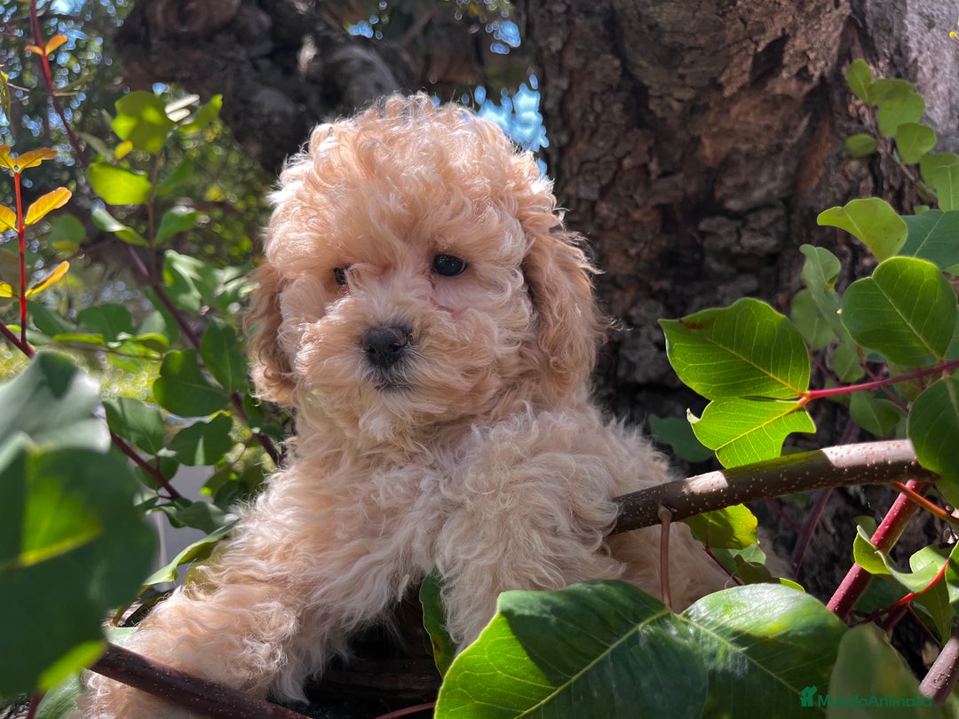 Raza Mixta perros en venta: Caniches toy/enanos  - Imagen 4