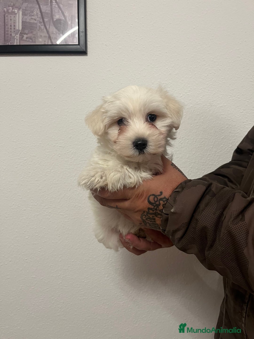 Bichón Maltés perros en venta: Bichon maltés  - Anuncio 2