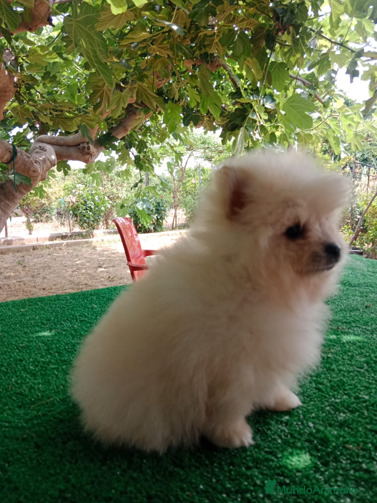 Pomerania perros Cachorro de Pomerania Toy   - Anuncio 9