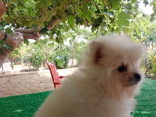 Pomerania perros Cachorro de Pomerania Toy - Anuncio 7