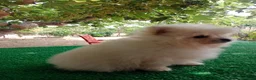 Pomerania perros en venta: Cachorro de Pomerania Toy   - Anuncio 1