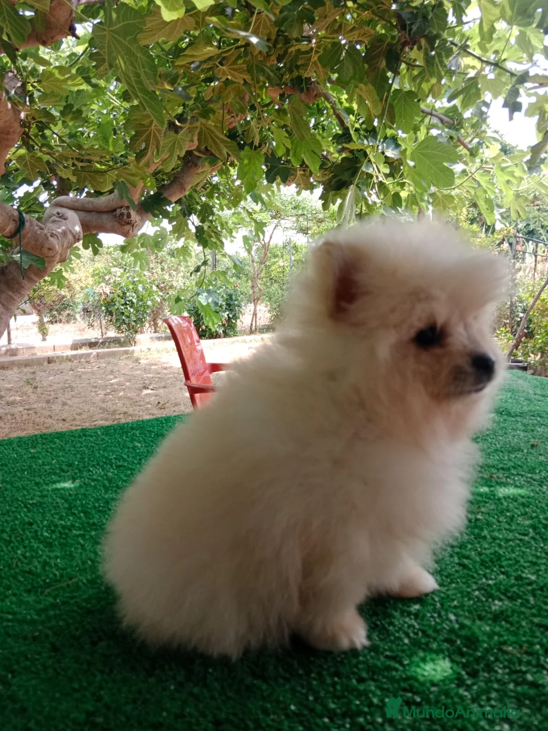 Pomerania perros en venta: Cachorro de Pomerania Toy   - Anuncio 1