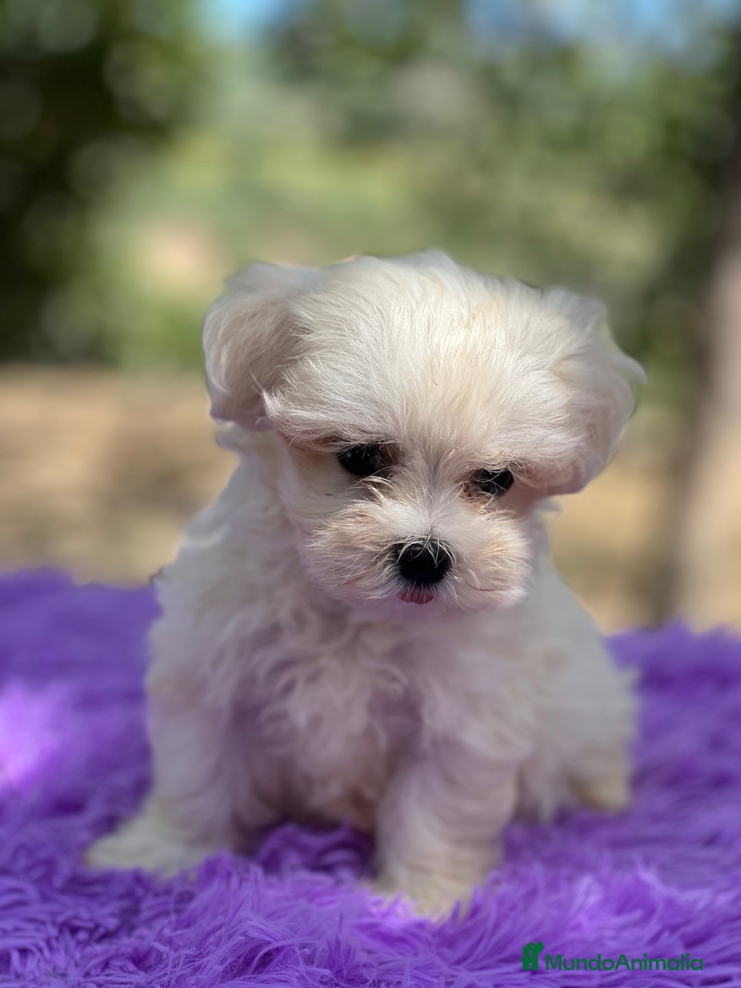 Bichón Maltés perros en venta: Bichon coreana  - Imagen 3