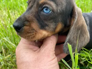 Teckel perros en venta: Teckel hembra merle mini - Anuncio 3