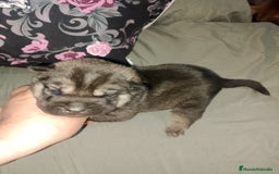 Raza Mixta perros en venta: Cachorros de sharpei con husky Siberiano  - Imagen 7