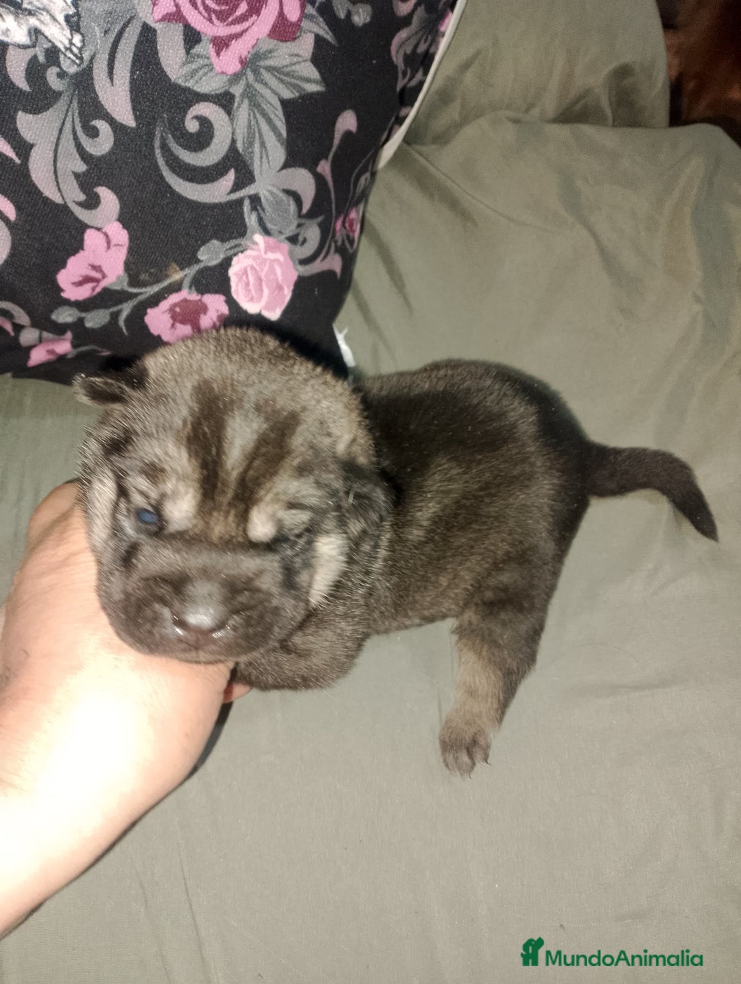Raza Mixta perros en venta: Cachorros de sharpei con husky Siberiano  - Imagen 7