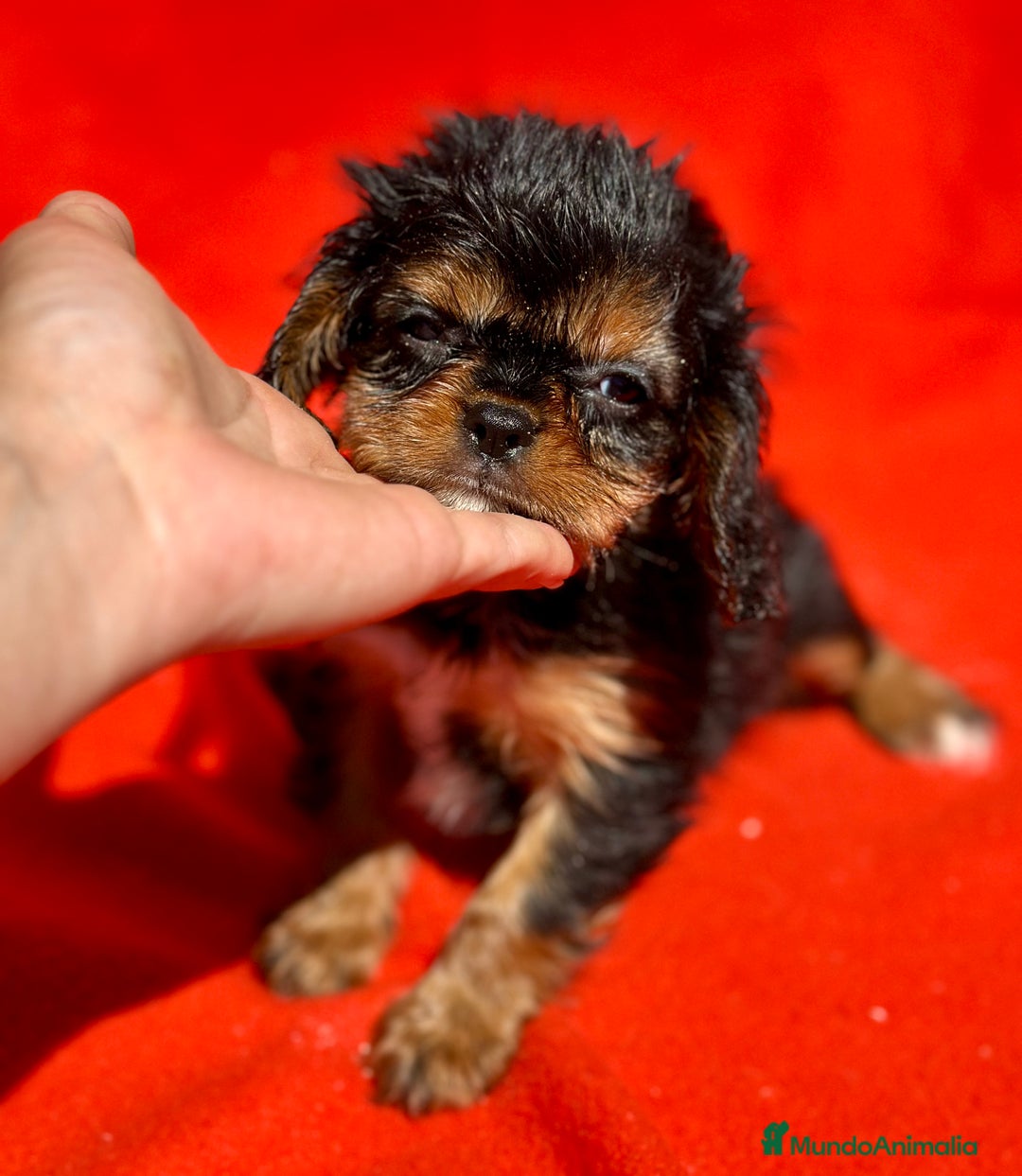 Cavalier King Charles Spaniel perros en venta: CAVALIER RUBI Y TAN DISPONIBLE - Imagen 6