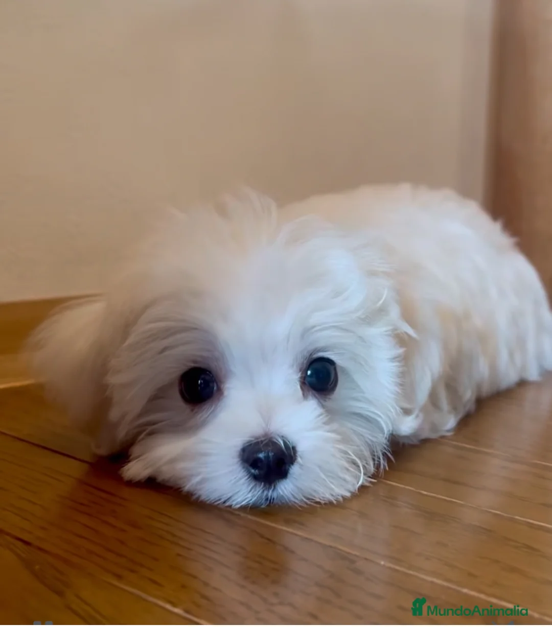 Bichón Maltés perros en venta: Bichón Maltés  - Anuncio 4