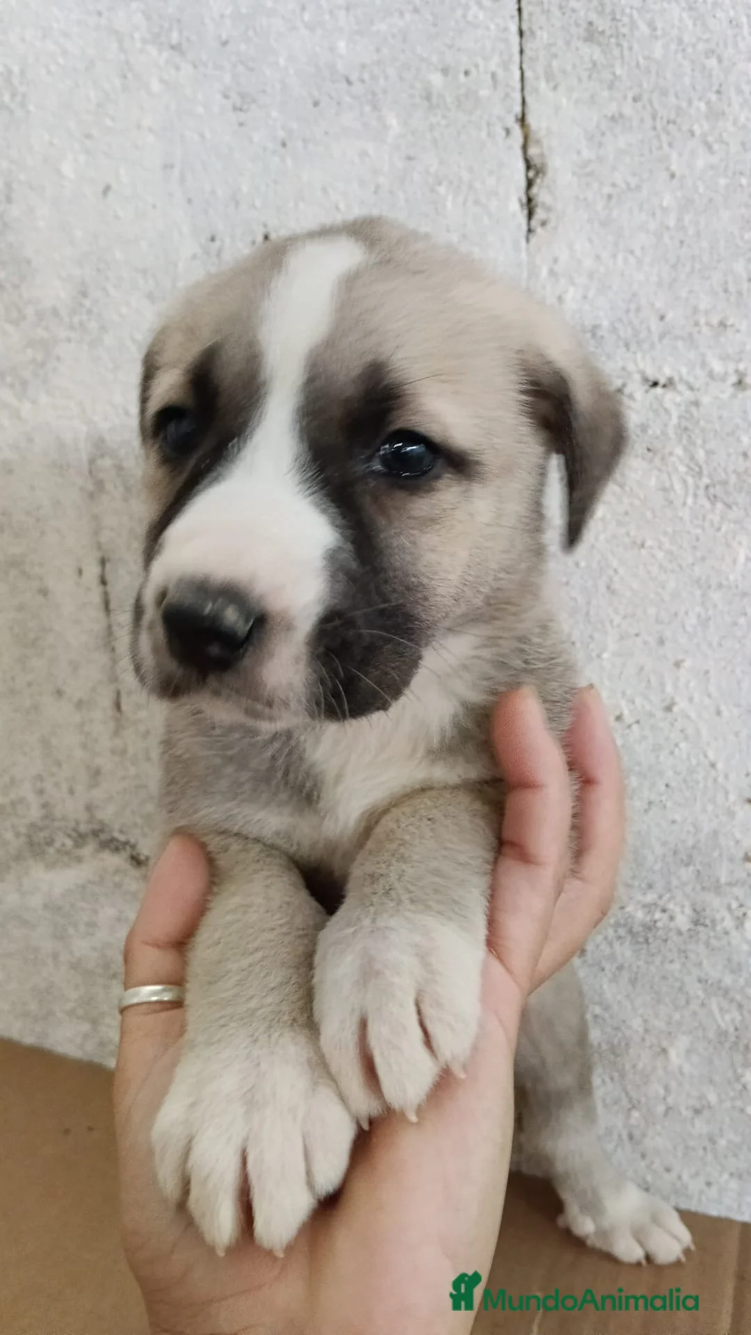 Mastín Español perros en venta: Camada de mastín disponible  - Anuncio 4