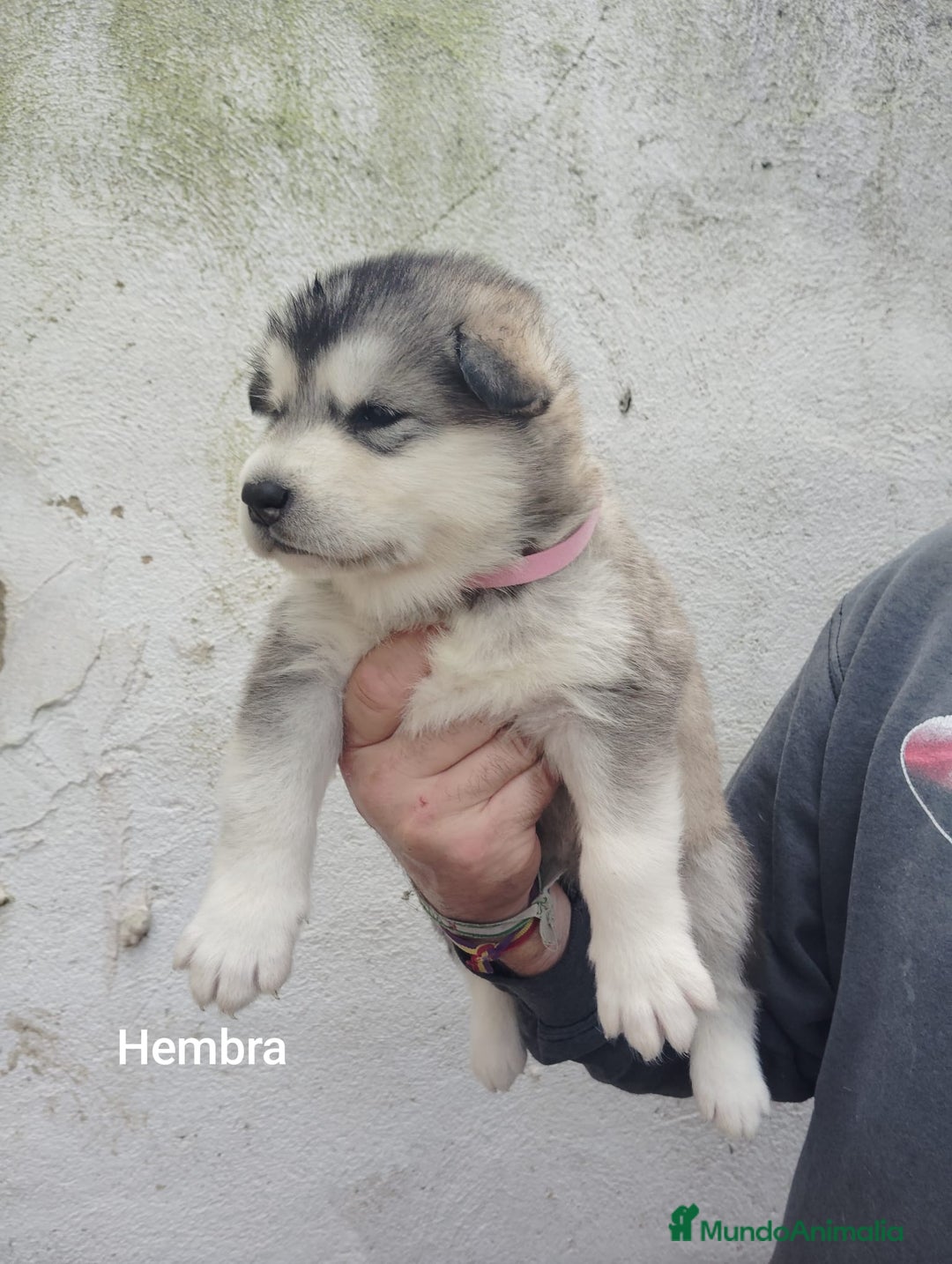 Alaskan Malamute perros en venta: CAMADA DE ALASKAN MALAMUTE - Anuncio 5