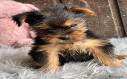 Yorkshire Terrier perros en venta: Yorkshire  - Imagen 9