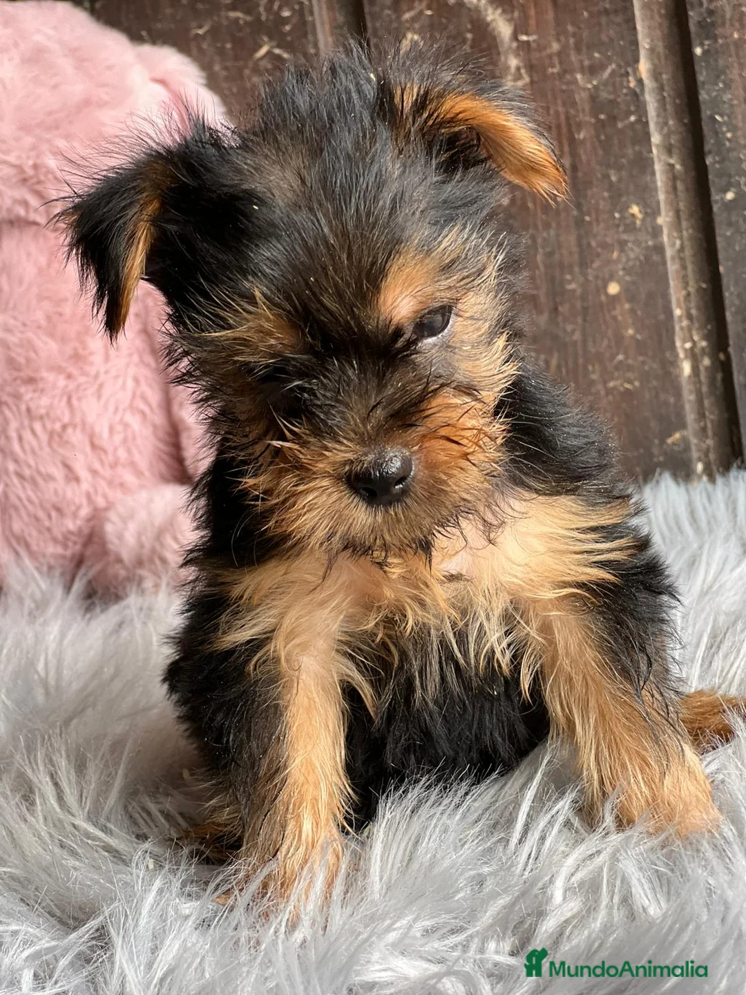 Yorkshire Terrier perros en venta: Yorkshire terrier - Anuncio 9
