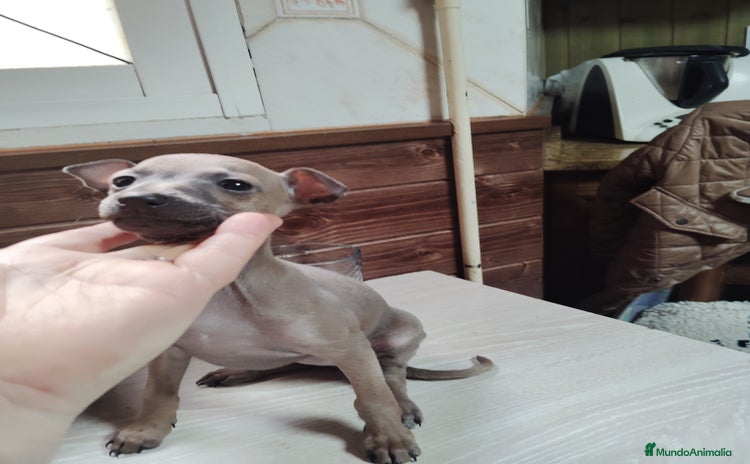 Pequeño Lebrel Italiano perros Venta galgo italiano - Anuncio 1