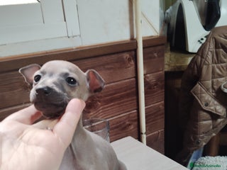 Pequeño Lebrel Italiano perros Venta galgo italiano - Anuncio 21