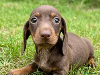 Teckel Miniatura perros Teckel Miniatura - Anuncio 4