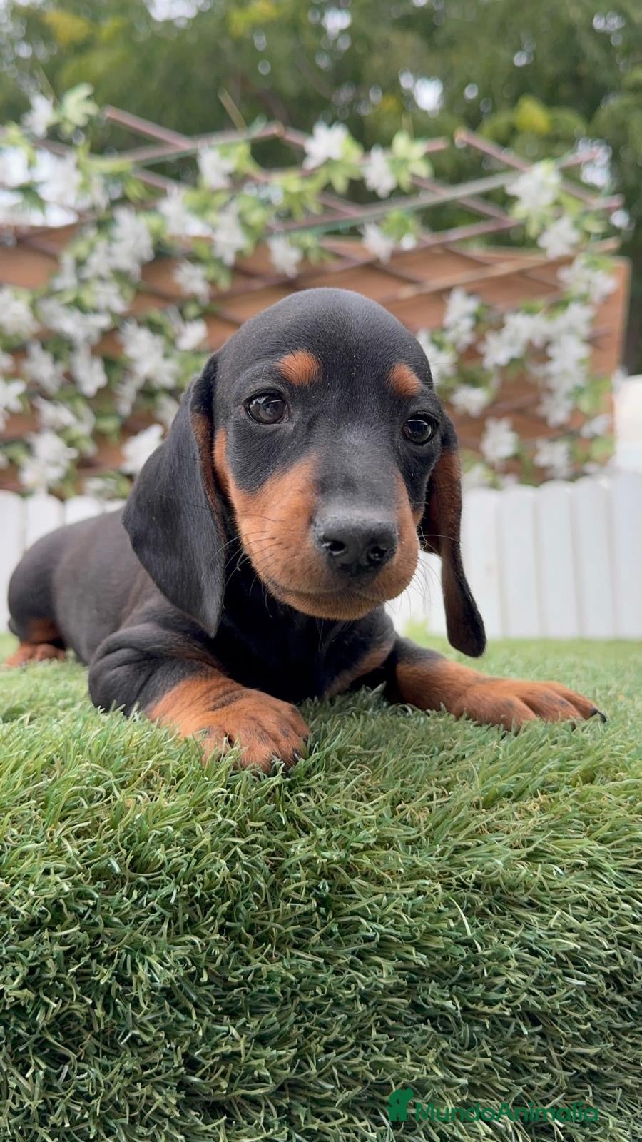 Teckel Miniatura perros TECKEL 💙- MINIATURA  - Anuncio 1