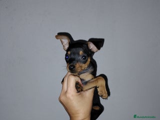 Pinscher Miniatura perros en Badajoz - Anuncio 22