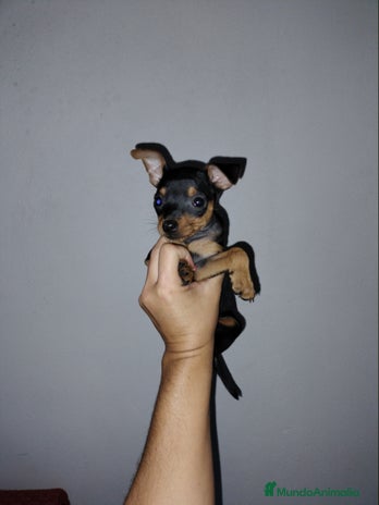 Pinscher Miniatura perros en Badajoz - Anuncio 19