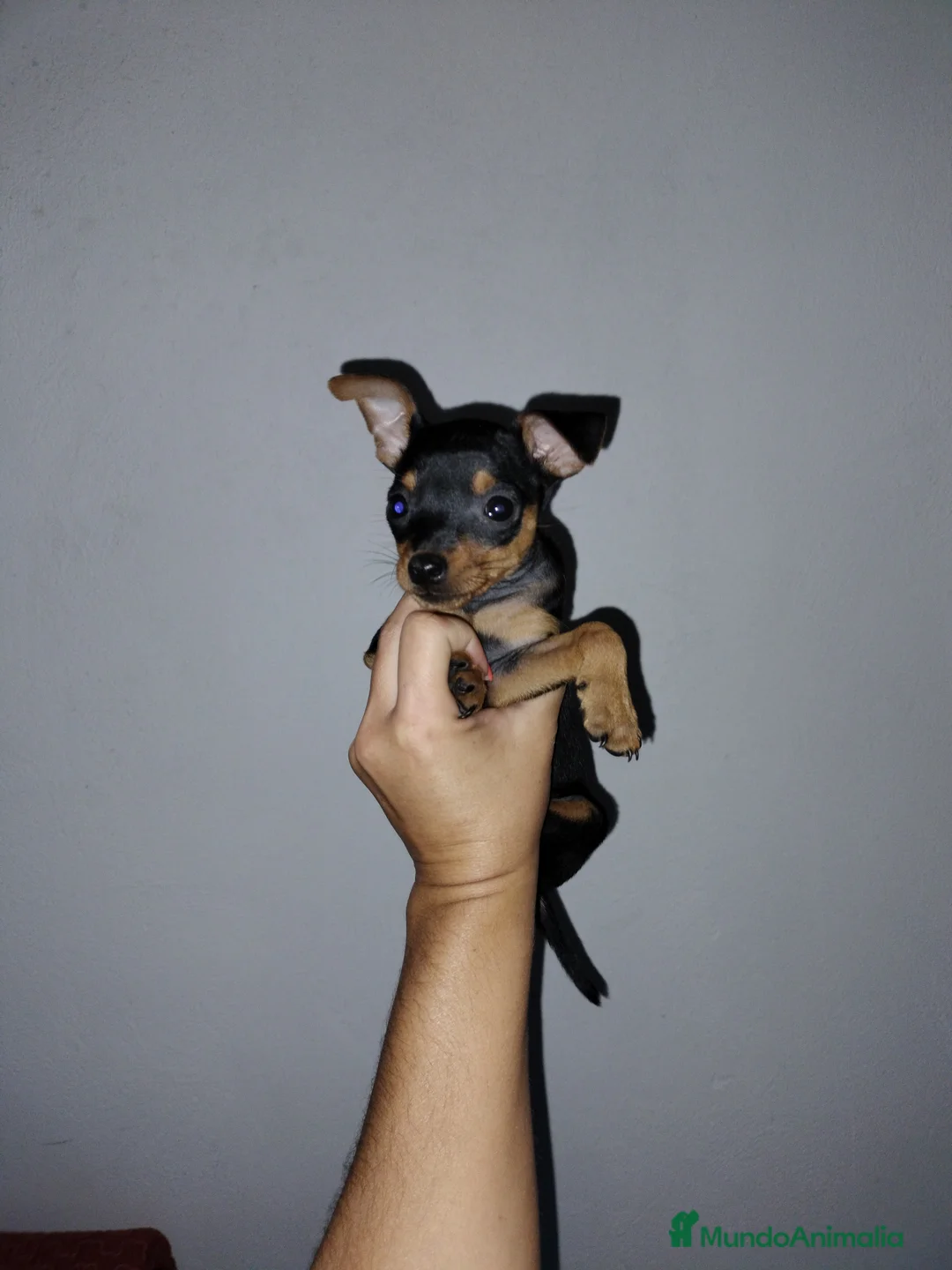 Pinscher Miniatura perros en venta: Pincher miniatura  en Badajoz - Anuncio 1