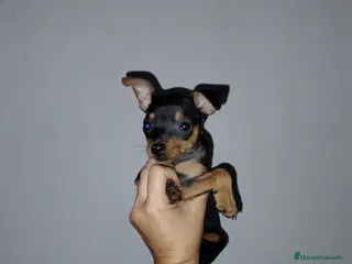 Pinscher Miniatura perros Pincher miniatura - Anuncio 24