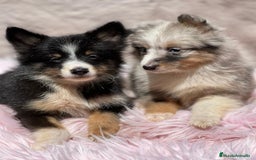 Perro Pastor de las Shetland perros en venta: Shetland - Imagen 1