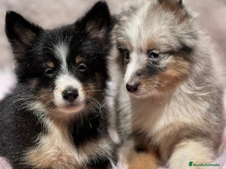 Perro Pastor de las Shetland perros - Anuncio 1
