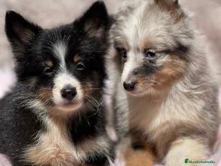 Perro Pastor de las Shetland perros Shetland - Anuncio 3