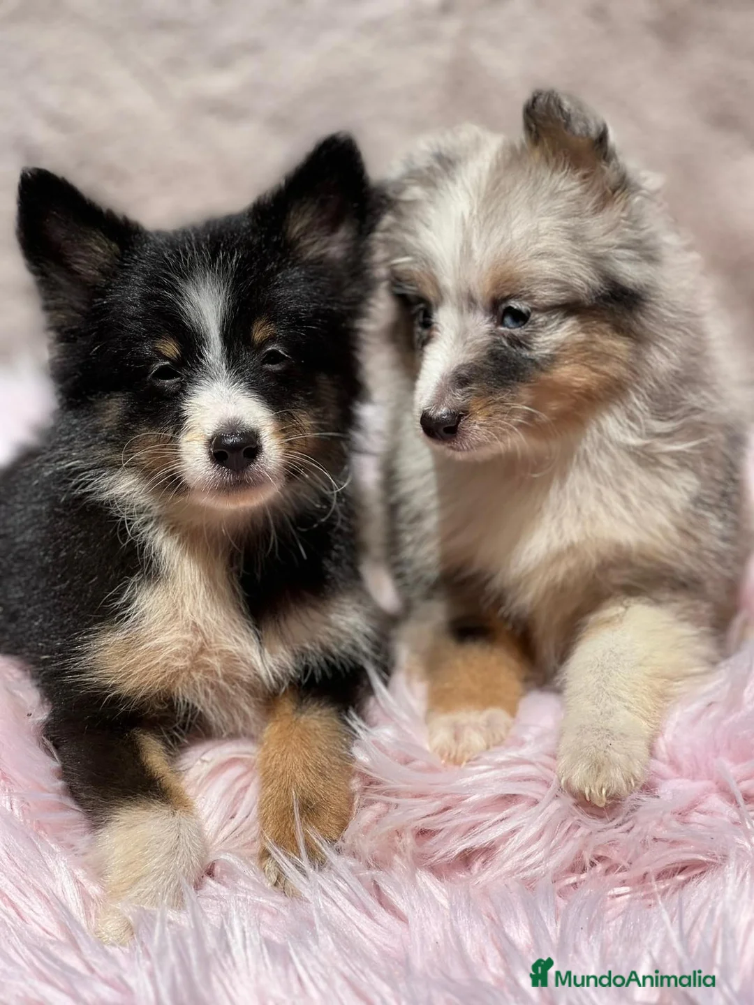 Perro Pastor de las Shetland perros en venta: Shetland - Anuncio 1