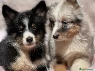 Perro Pastor de las Shetland perros Shetland - Anuncio 3