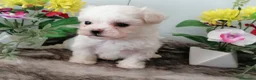 Bichón Maltés perros en venta: Preciosos bichon maltés toy - Anuncio 3