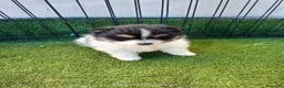 Pomerania perros en venta: POMERANIA - Anuncio 1