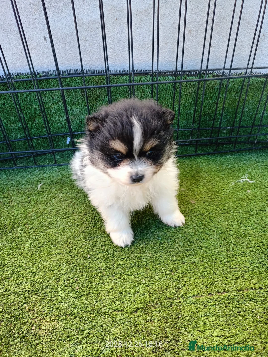 Pomerania perros en venta: POMERANIA - Anuncio 1