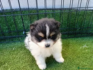 Pomerania perros POMERANIA - Anuncio 1