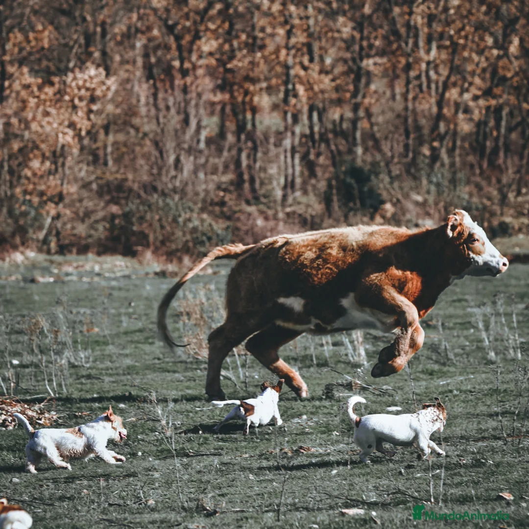 Imagen de galería {{count}}