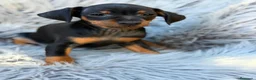 Pinscher Miniatura perros en venta: MINI PINCHER NEGRO FUEGO  - Anuncio 3