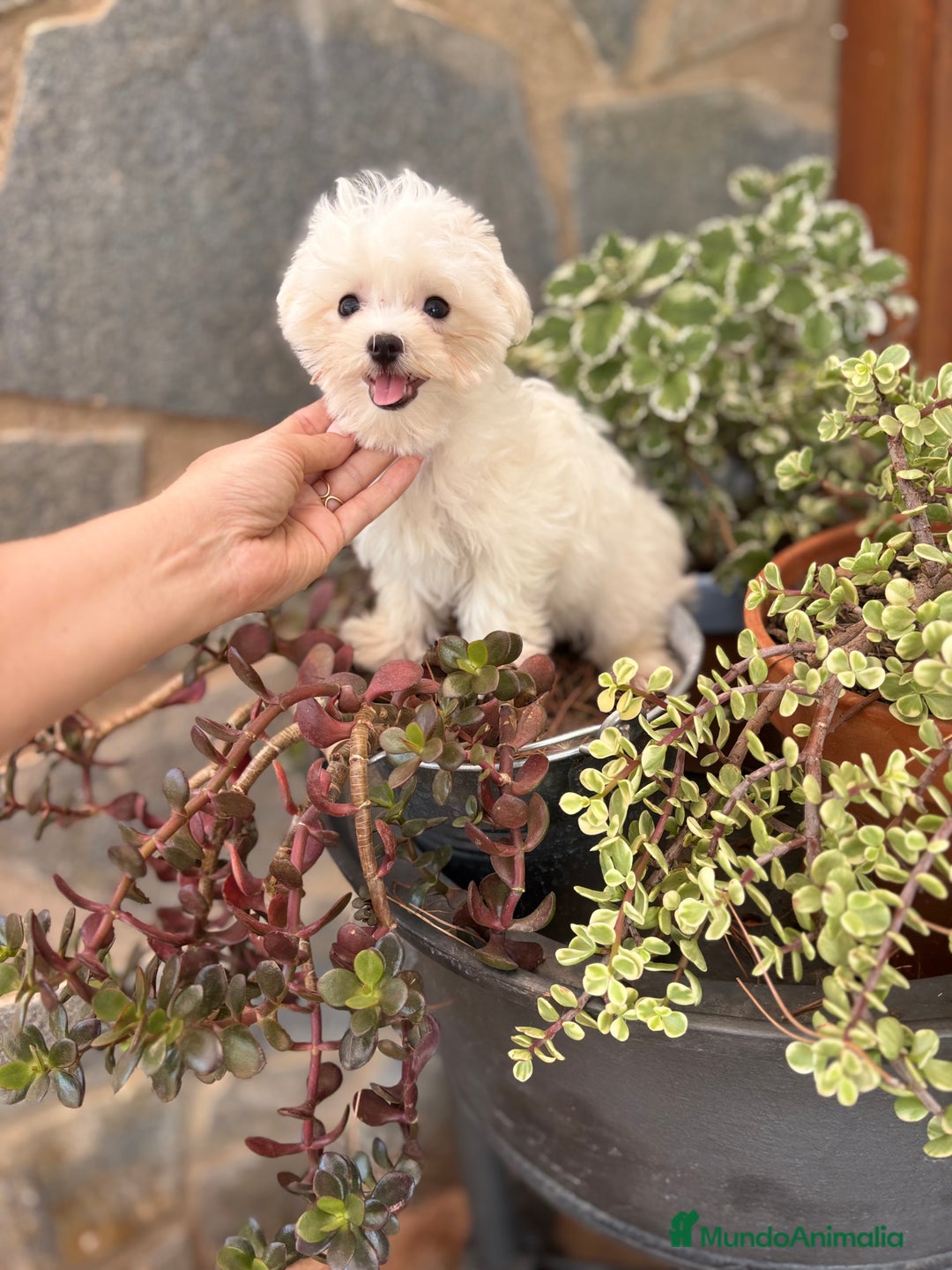Bichón Maltés perros en venta: Bichon Maltés Toy macho y hembra  - Imagen 2