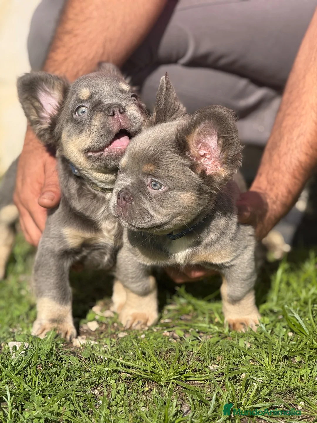 Bulldog Francés perros en venta: Bulldog francés fluffy  - Anuncio 4