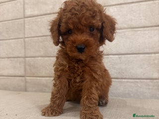 Caniche Toy perros caniche toy - Anuncio 1