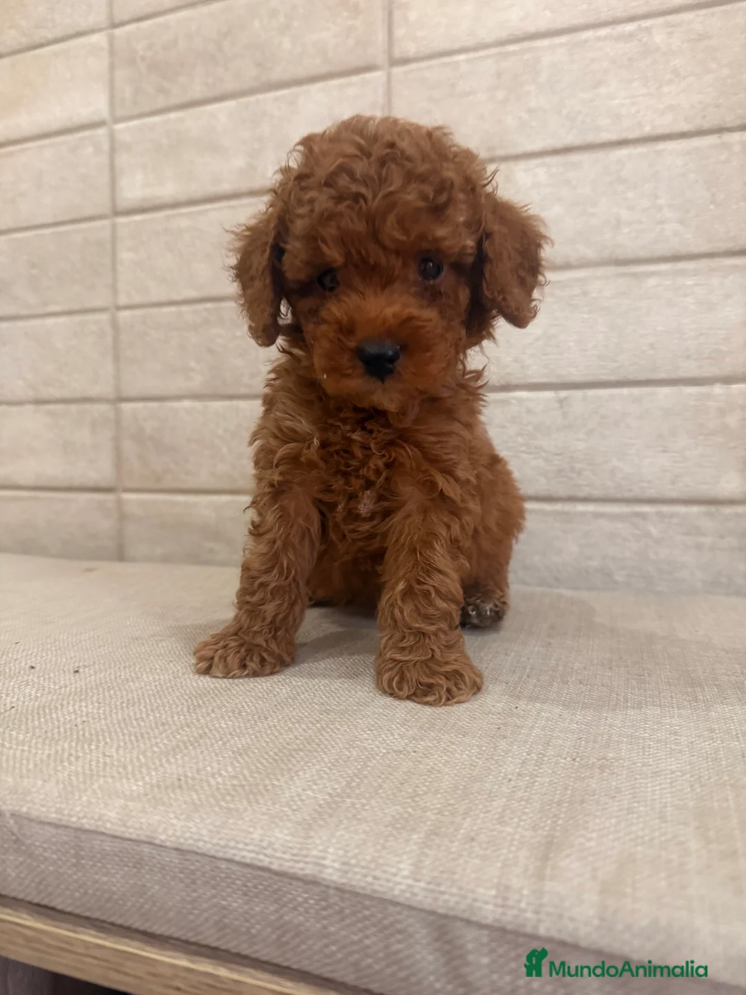 Caniche Toy perros en venta: caniche toy  - Anuncio 1