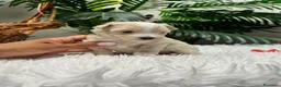 Maltipoo perros en venta: MALTIPOO - Anuncio 15